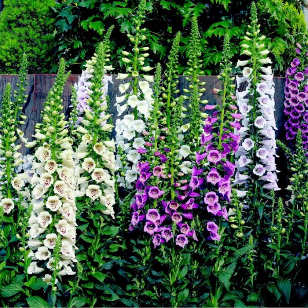 1 gallon - Camelot Lavender Foxglove (DIGITALIS P CAMELOT LAV) - 1 gallon - 1 gallon