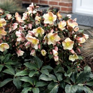 1 gallon - Camelot® Lenten Rose (HELLEBORUS HGC CAMELOT) - 1 gallon - 1 gallon