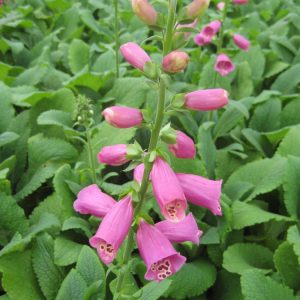 1 gallon - Camelot Rose Foxglove (DIGITALIS P CAMELOT ROSE) - 1 gallon - 1 gallon