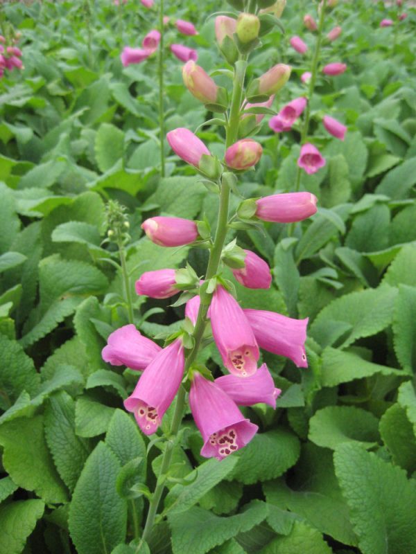 1 gallon - Camelot Rose Foxglove (DIGITALIS P CAMELOT ROSE) - 1 gallon - 1 gallon