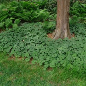 1 gallon - Canada Wild Ginger (ASARUM CANADENSE) - 1 gallon - 1 gallon