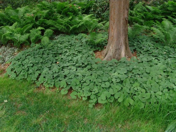 1 gallon - Canada Wild Ginger (ASARUM CANADENSE) - 1 gallon - 1 gallon