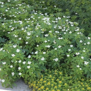 1 gallon - Canada anemone (ANEMONE CANADENSIS) - 1 gallon - 1 gallon