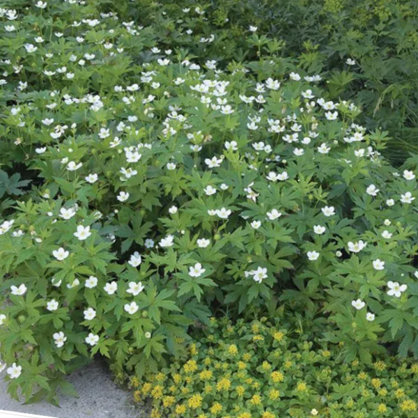 1 gallon - Canada anemone (ANEMONE CANADENSIS) - 1 gallon - 1 gallon