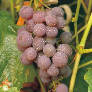 1 gallon - Canadice Grape (VITIS CANADICE) - 1 gallon - 1 gallon