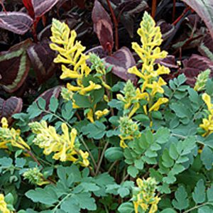 1 gallon - Canary Feathers® Fumewort (CORYDALIS CANARY FEATHERS) - 1 gallon - 1 gallon