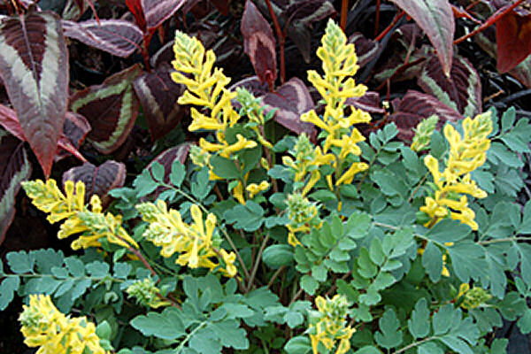 1 gallon - Canary Feathers® Fumewort (CORYDALIS CANARY FEATHERS) - 1 gallon - 1 gallon