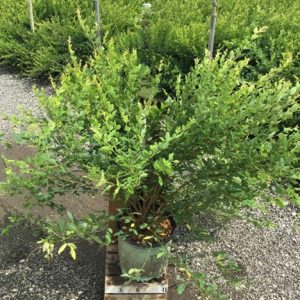3 gallon 15" - Candy Girl Bush Clover (LESPEDEZA CANDY GIRL) - 3 gallon 15" - 3 gallon 15"