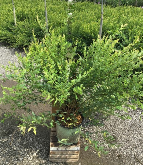 3 gallon 15" - Candy Girl Bush Clover (LESPEDEZA CANDY GIRL) - 3 gallon 15" - 3 gallon 15"
