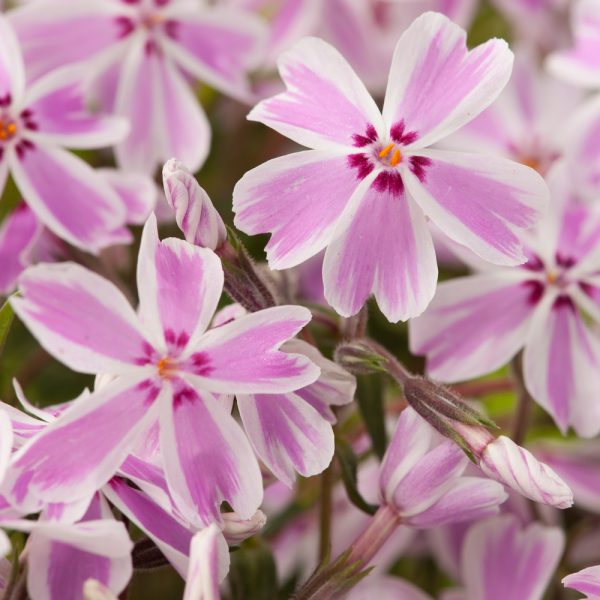 1 gallon - Candy Stripe Creeping Phlox (PHLOX SUB. CANDY STRIPE) - 1 gallon - 1 gallon