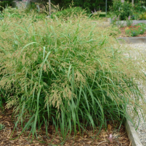 2 gallon - Cape Breeze Switchgrass (GRASS - PA CAPE BREEZE) - 2 gallon - 2 gallon