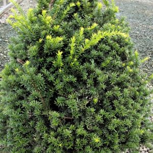 3 gallon 36" - Captain™ Pyramidal Yew (TAXUS CUSP. CAP. CAPTAIN) - 3 gallon 36" - 3 gallon 36"