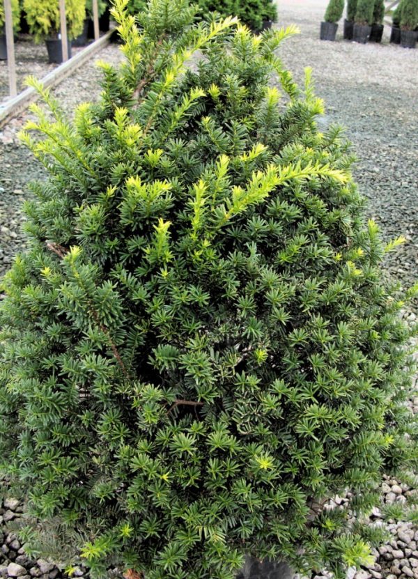 3 gallon 36" - Captain™ Pyramidal Yew (TAXUS CUSP. CAP. CAPTAIN) - 3 gallon 36" - 3 gallon 36"