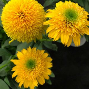 3QT - Cara Mia™ Yellow Coneflower (ECHINACEA CARA MIA YELLOW) - 3QT - 3QT