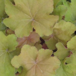1 gallon - Caramel Coral Bells (HEUCHERA CARAMEL) - 1 gallon - 1 gallon