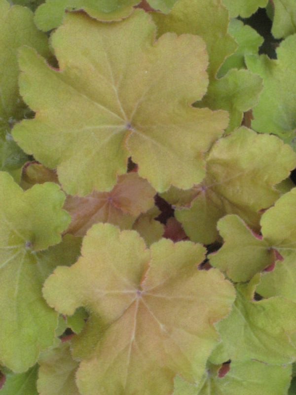 1 gallon - Caramel Coral Bells (HEUCHERA CARAMEL) - 1 gallon - 1 gallon