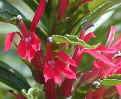1 gallon - Cardinal flower (LOBELIA CARDINALIS) - 1 gallon - 1 gallon