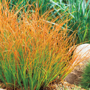 1 gallon - Carex Prairie Fire (GRASS - CAREX PRAIRIE FIRE) - 1 gallon - 1 gallon