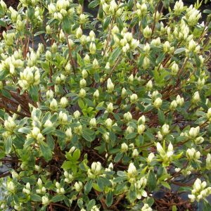 1 gallon - Cascade Azalea (AZALEA CASCADE) - 1 gallon - 1 gallon
