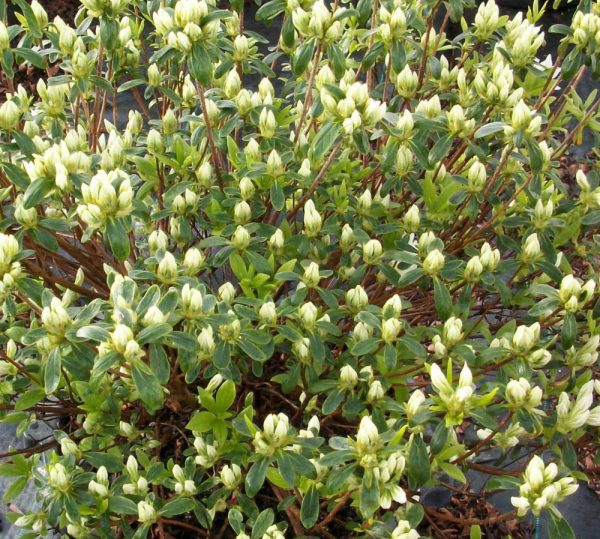 1 gallon - Cascade Azalea (AZALEA CASCADE) - 1 gallon - 1 gallon