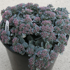 1 gallon - Cauticola Stonecrop (SEDUM CAUTICOLA) - 1 gallon - 1 gallon