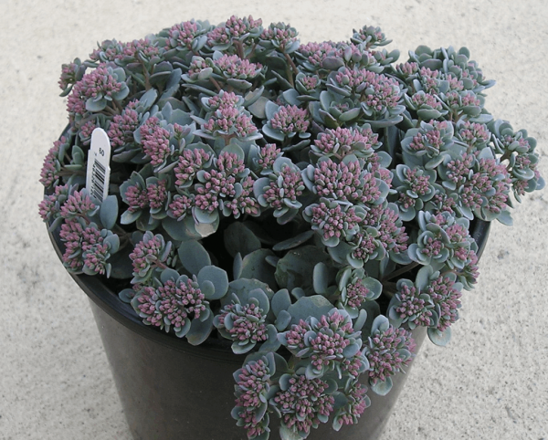 1 gallon - Cauticola Stonecrop (SEDUM CAUTICOLA) - 1 gallon - 1 gallon