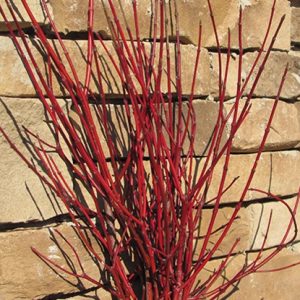 3 gallon - Cayenne Dogwood (CORNUS A. CAYENNE) - 3 gallon - 3 gallon