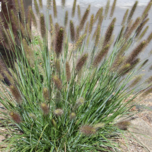 2 gallon - Cayenne™ Fountain Grass (GRASS - PE. AL. CAYENNE) - 2 gallon - 2 gallon