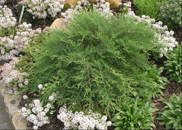 1 gallon - Celtic Pride® Siberian Cypress (MICROBIOTA D. CELTIC PRIDE) - 1 gallon - 1 gallon
