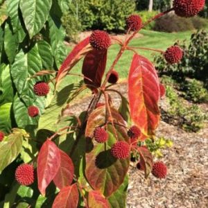 3 gallon - Cephalanthus Red Moon Rising™ Button Bush (CEPHALANTHUS O. CRIMSON COMET) - 3 gallon - 3 gallon