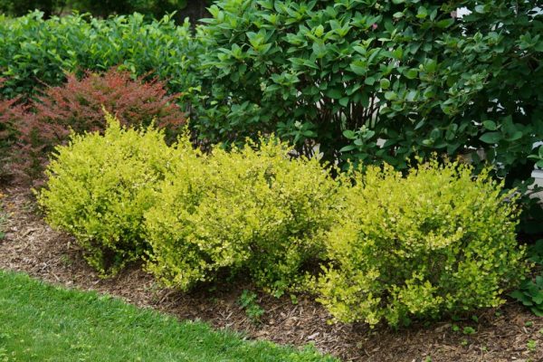 G3 PW - Cesky Gold® Dwarf Birch (BETULA P. CESKY GOLD) - G3 PW