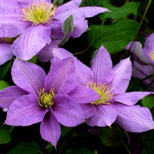 3QT - Cezanne™ Clematis (CLEMATIS CEZANNE) - 3QT - 3QT