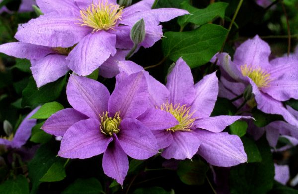 3QT - Cezanne™ Clematis (CLEMATIS CEZANNE) - 3QT - 3QT