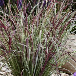 1 gallon - Chameleon Little Bluestem (GRASS - SCHIZACHYRIUM CHAMELEON) - 1 gallon - 1 gallon