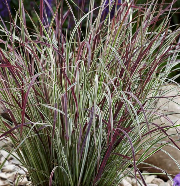 1 gallon - Chameleon Little Bluestem (GRASS - SCHIZACHYRIUM CHAMELEON) - 1 gallon - 1 gallon