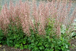 1 gallon - Champagne Bubbles Coral Bells (HEUCHERA CHAMPAGNE) - 1 gallon - 1 gallon