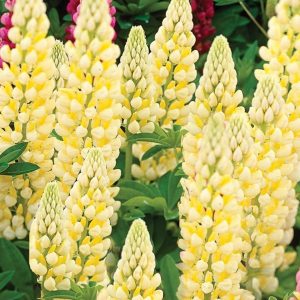 3QT - Chandelier Lupine (LUPINUS P. CHANDELIER) - 3QT - 3QT