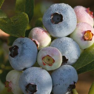 1 gallon 10" - Chandler Highbush Blueberry (VACCINIUM CHANDLER) - 1 gallon 10" - 1 gallon 10"