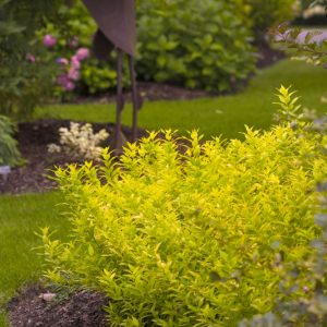 2 gallon 10" - Chardonnay Pearls® Deutzia (DEUTZIA CHARDONNAY PEARLS) - 2 gallon 10" - 2 gallon 10"