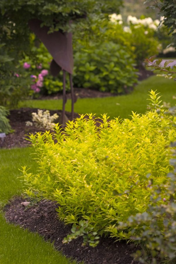 2 gallon 10" - Chardonnay Pearls® Deutzia (DEUTZIA CHARDONNAY PEARLS) - 2 gallon 10" - 2 gallon 10"