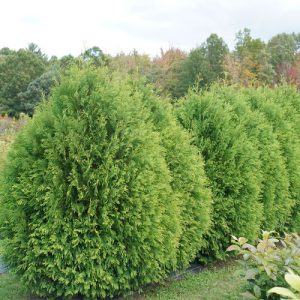 3 gallon - Cheer Drops® Arborvitae (THUJA OCC. CHEER DROPS) - 3 gallon - 3 gallon