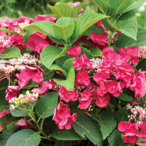 3 gallon - Cherry Explosion™ Hydrangea (HYDRANGEA M. CHERRY EXPLOSION) - 3 gallon - 3 gallon
