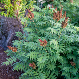 2 gallon - Cherry On Top® Sorbaria (SORBARIA  CHERRY ON TOP) - 2 gallon - 2 gallon