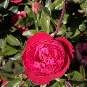 3 gallon - Cherrytini™ Floribunda Rose (ROSE CHERRYTINI) - 3 gallon - 3 gallon