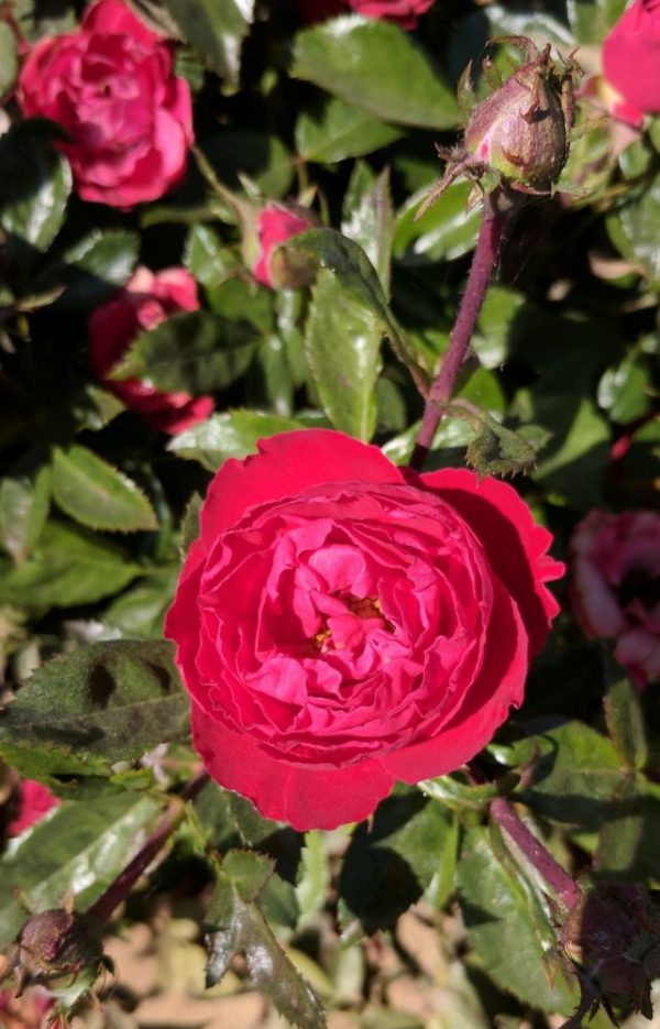 3 gallon - Cherrytini™ Floribunda Rose (ROSE CHERRYTINI) - 3 gallon - 3 gallon