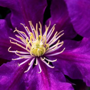 3QT - Chevalier™ Clematis (CLEMATIS CHEVALIER) - 3QT - 3QT