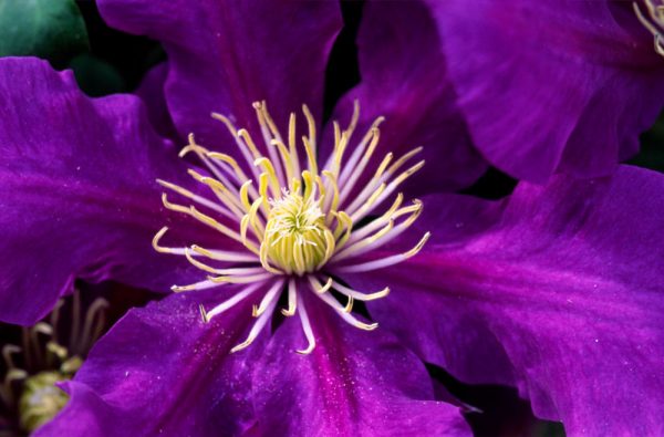 3QT - Chevalier™ Clematis (CLEMATIS CHEVALIER) - 3QT - 3QT