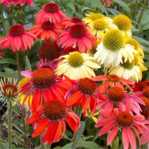 3QT - Cheyenne Spirit Coneflower (ECHINACEA CHEYENNE SPIRIT) - 3QT - 3QT