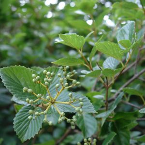 3 gallon 24"-30" - Chicago Lustre™ Viburnum (VIBURNUM DEN. CHICAGO LUSTRE) - 3 gallon 24"-30" - 3 gallon 24"-30"