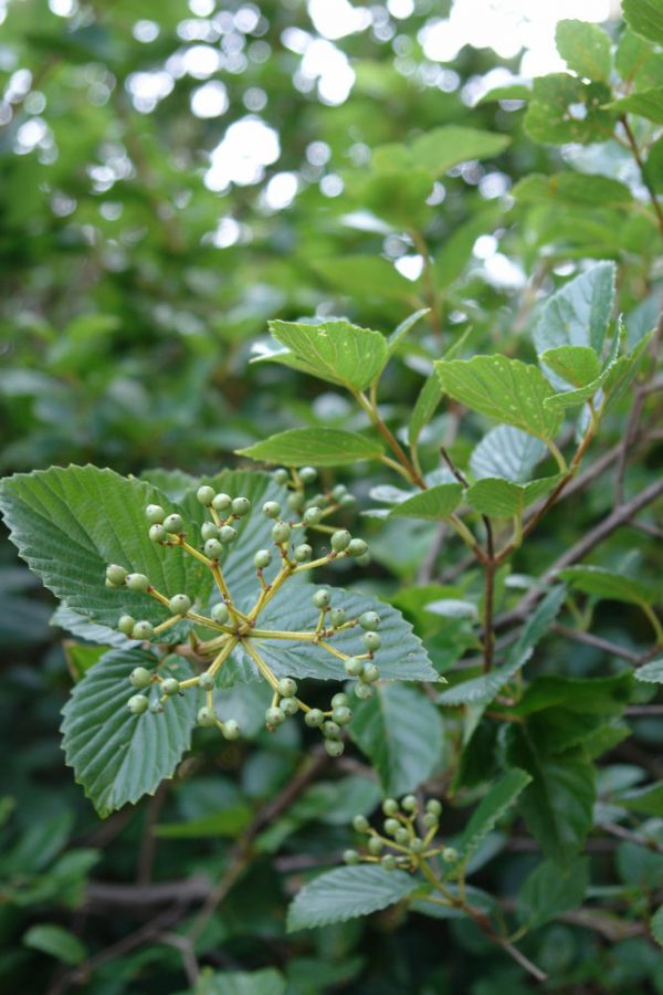 3 gallon 24"-30" - Chicago Lustre™ Viburnum (VIBURNUM DEN. CHICAGO LUSTRE) - 3 gallon 24"-30" - 3 gallon 24"-30"